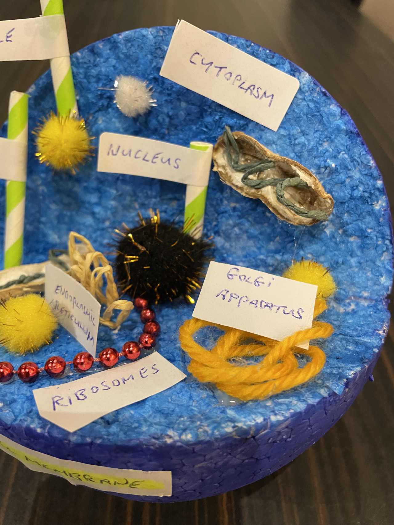 Easy Science Projects for Science Fair Cell Animal Model
